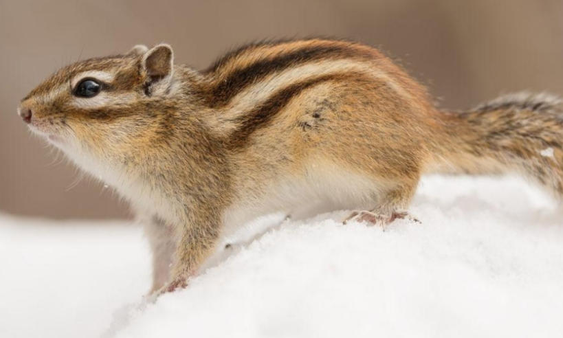 广东绿境园林景观工程有限公司轮播图1