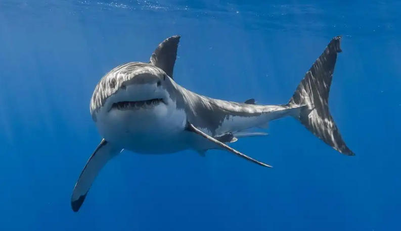 广东绿境园林景观工程有限公司轮播图5